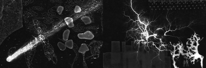 <b>Bushwick photogram</b>, 2009, gelatin silver print, 4 x 12 inches